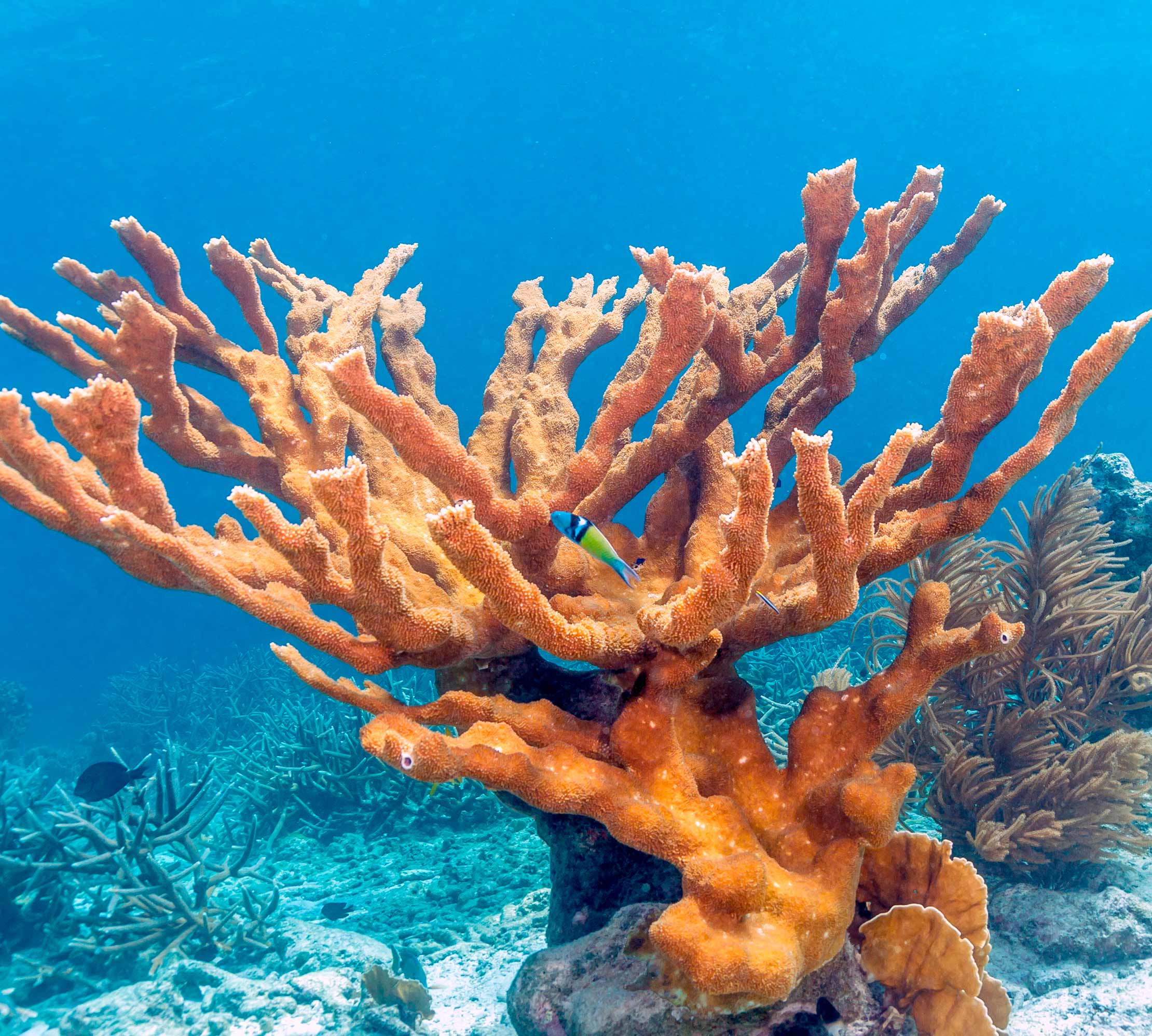 Sostenibilidad | Hotel Xcaret México