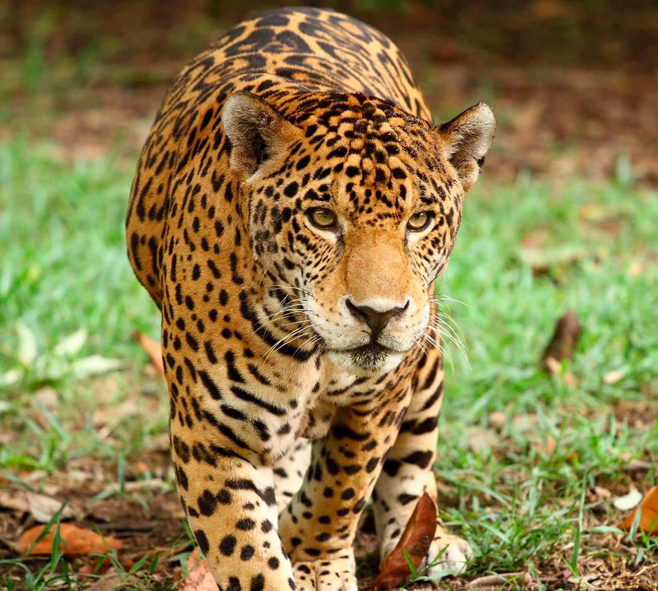 Sostenibilidad | Hotel Xcaret México